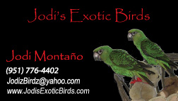 jodiz birds