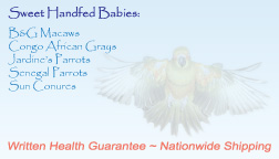jodiz birds b